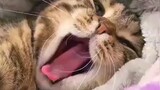 [Hewan] Bayangkan anak kucing ini di sampingmu saat bangun pagi hari.