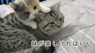 [Mèo cưng] Chỉ đành chiều em thôi, ai bảo em là em gái chứ