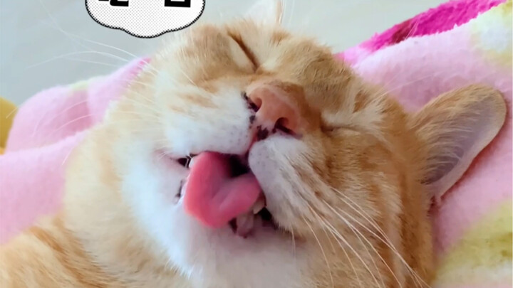 Seperti apa rasanya berada dalam mimpi seekor kucing? Mungkin sekitar setingkat kelucuan begini! Hah