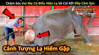 Chăm Sóc Voi Mẹ Với Biểu Hiện Lạ Hiếm Gặp Và Cái Kết Cực Kỳ Cảm Xúc || Review Giải Trí Đời Sống