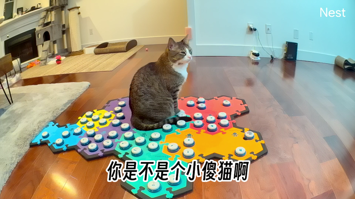 Beberapa kucing berpura-pura bernyanyi bersama dan berpura-pura mengerti.