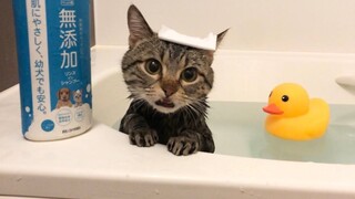 พอให้น้องแมวไปอาบน้ำก็จะกลายเป็นแบบนี้เลย