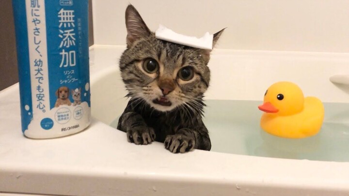 让猫猫去泡澡就会变成这样