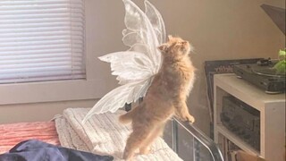 国外趣味视频集锦，看完觉得整个世界都是那么欢乐！#148