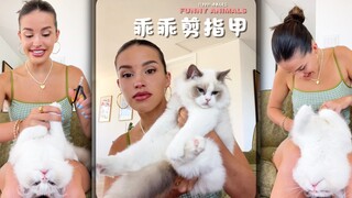 Seumur hidup aku belum pernah lihat kucing yang kukunya dipotong begitu patuh‼ ️