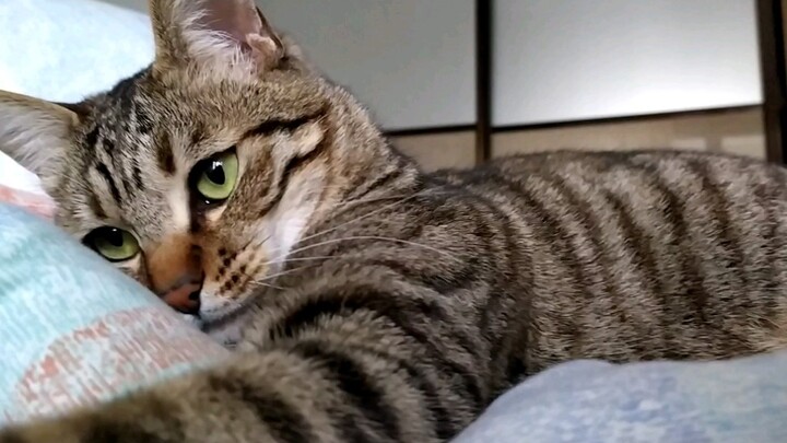 [Tabby Cat] The Kitten Defeated by the Feeling of Being Trapped