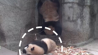 Failed headstand scares Brother Lang (Weird behavior of these 2 at the door)