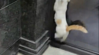 Kucing yang ketakutan tidak akan berpikir secara jeli ketika merasa takut