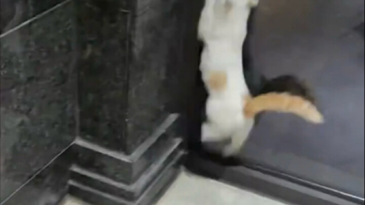 猫害怕恐惧的时候是不会观察思考的