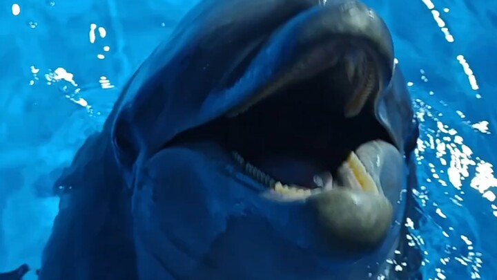 Bagaimana Cara Mengenali Jenis Kelamin Lumba-Lumba?