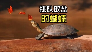 那些有爱的动物视频！