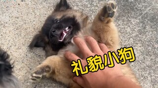 社牛小狗很有礼貌，不进外人房间，用吃的诱惑也没用！