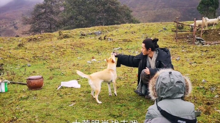 [Chinese Pastoral Dog] I envy Rhubarb, Rhubarb, can you give little brother Xiao Zhan some face? Don