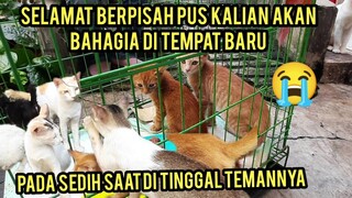 Alamdulillah 2 Anak Kucing Yang Menderita Di Rumah Kosong Sekarang Sudah Ada Yang Adopsi..!