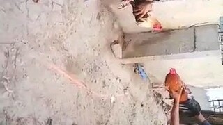 Dihado Malaki kalaban magulang