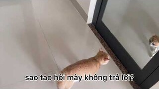 Khi giang hồ gặp phải giang bể 😹