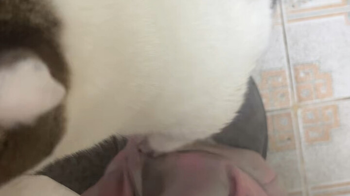 【เบียร์ก้อนถ่านคือแมวนะ】อัปเดตแล้ว รีบมาดูกันเลย!