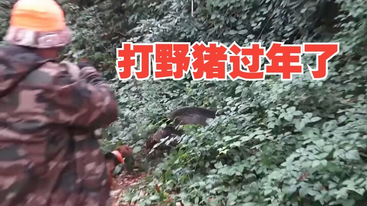 หมูป่า: ฆ่าหมูประจำปีเกี่ยวอะไรกับฉัน?