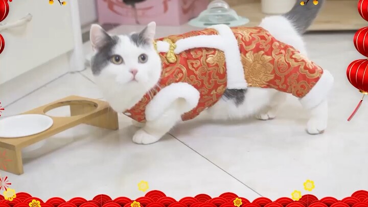 The little kitten is celebrating the New Year!