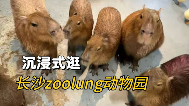 During your vacation in Changsha, you must visit this zoo.