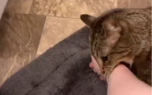 Cat: Saving one life is better than building a seven-story pagoda.