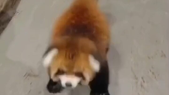 Panda kecil berlari sambil mengibaskan telinganya, lucu sekali!!