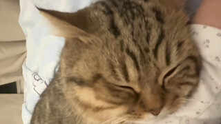 สอนวิธีแยกแยะว่าลูกแมวนอนหลับจริงหรือแกล้งหลับ