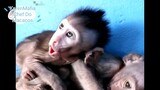 Baby monkey Tantrum by KarenMafia #TreeRat #KarenMafia #Milk #Happy #lol #Monkey #2 #Blue