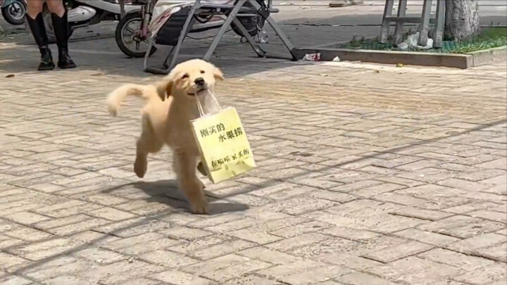 Anjing kecil yang gemar bekerja!