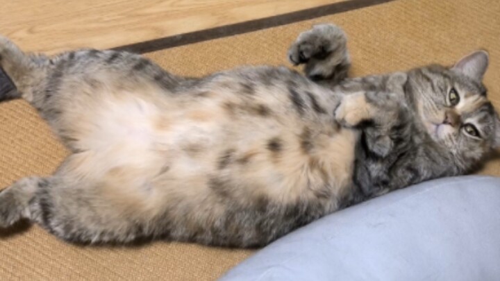 Just in case someone hasn't heard of the grunting pork belly