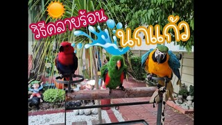 วิธีคลายร้อนนกแก้ว EP.49