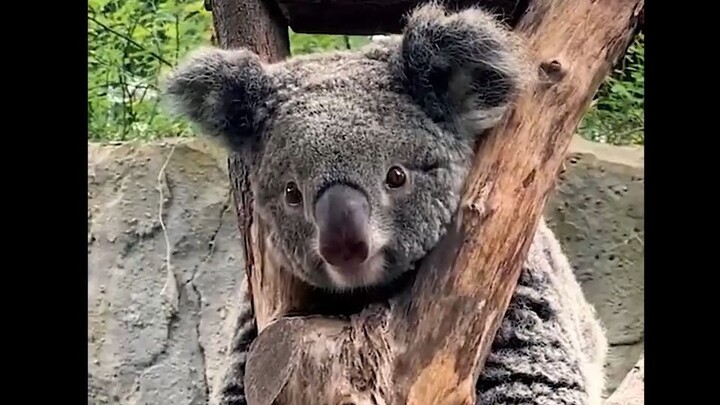 Hongshan Zoo promotional video: A zoo where you might not see any animals... It's a bit funny, hahah