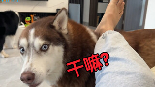当你要求二哈给你垫脚，它会是什么反应？