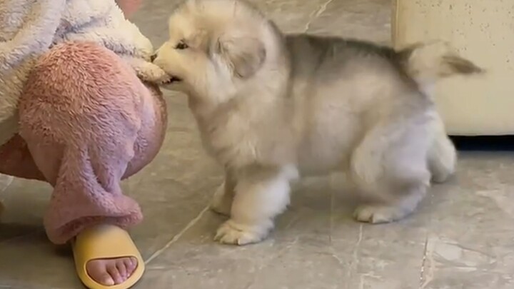 “Dogs may be silly, but they’re so cute!”