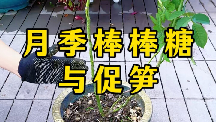 Homemade Rose Lollipops and Methods to Promote Bamboo Shoot Growth