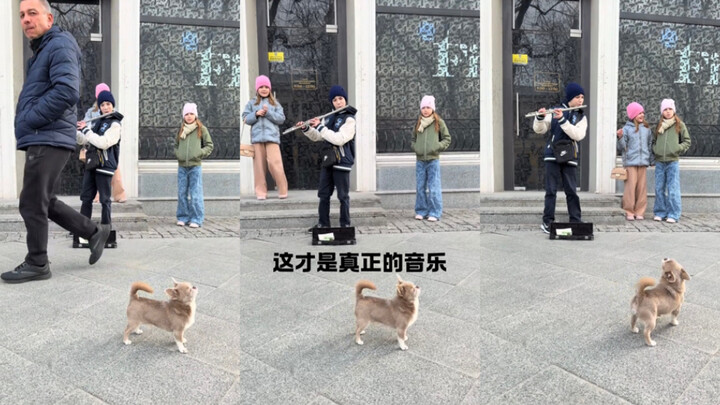 Đây mới là âm nhạc thực sự 🎧🎵