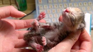 Anak kucing seberat 70g yang dibesarkan oleh manusia hari ini akan menikah