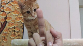 它指腚以为自己是人了