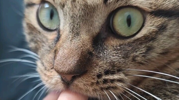 เมื่อปฏิกิริยาของคุณเกินความคาดหมายของแมวไปมาก