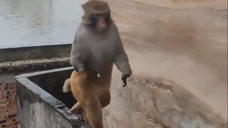 这是最可爱的猴子了吧！