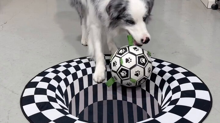 Khi Border Collie gặp tấm thảm chóng mặt