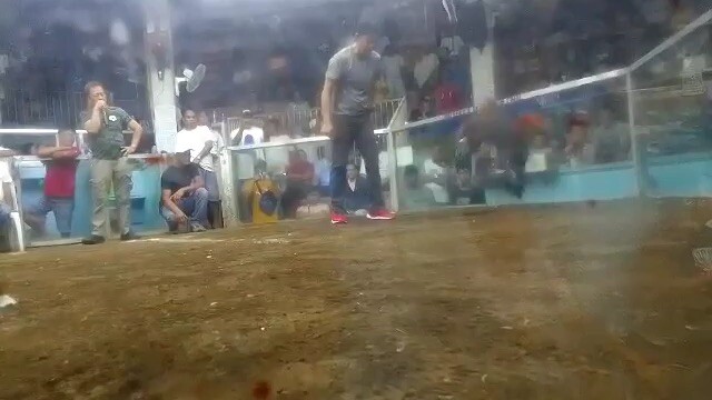 9stag finals lateborn