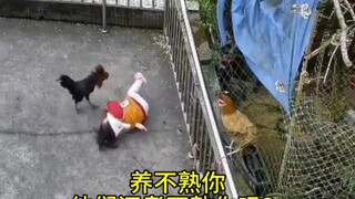 People are kicked in the afternoon and chickens are stewed in the evening