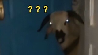 "Where Are Those Weird Animals?" 147