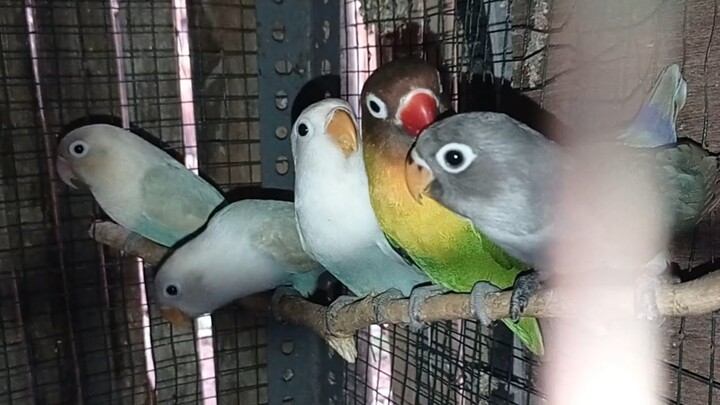 anakan lovebird siap panen