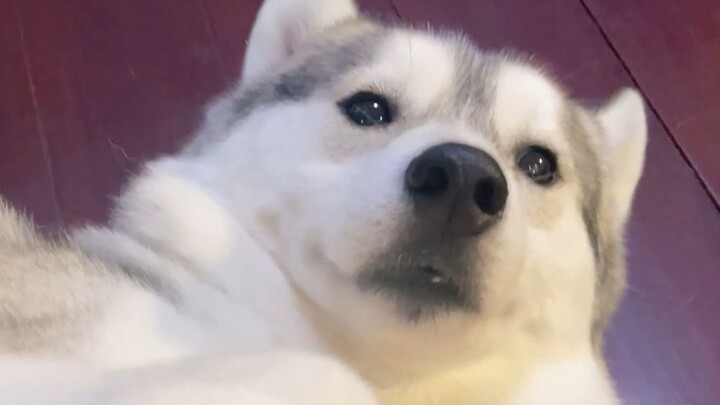 ماذا يحدث للكلب إذا توقفت فجأة عن مداعبته؟