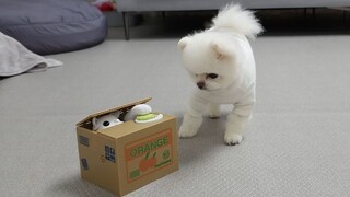 Dance|The Dog's Reaction of Seeing Cat Steal Snack