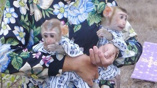 So Cute Both Babies Monkey Maya & Zono Enjoy Holiday  Hangout With Grandma