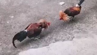 papawis lng muna