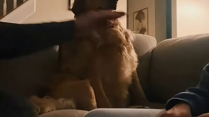 Hanya dengan satu tangan saja bisa bermain dengan anjing seharian